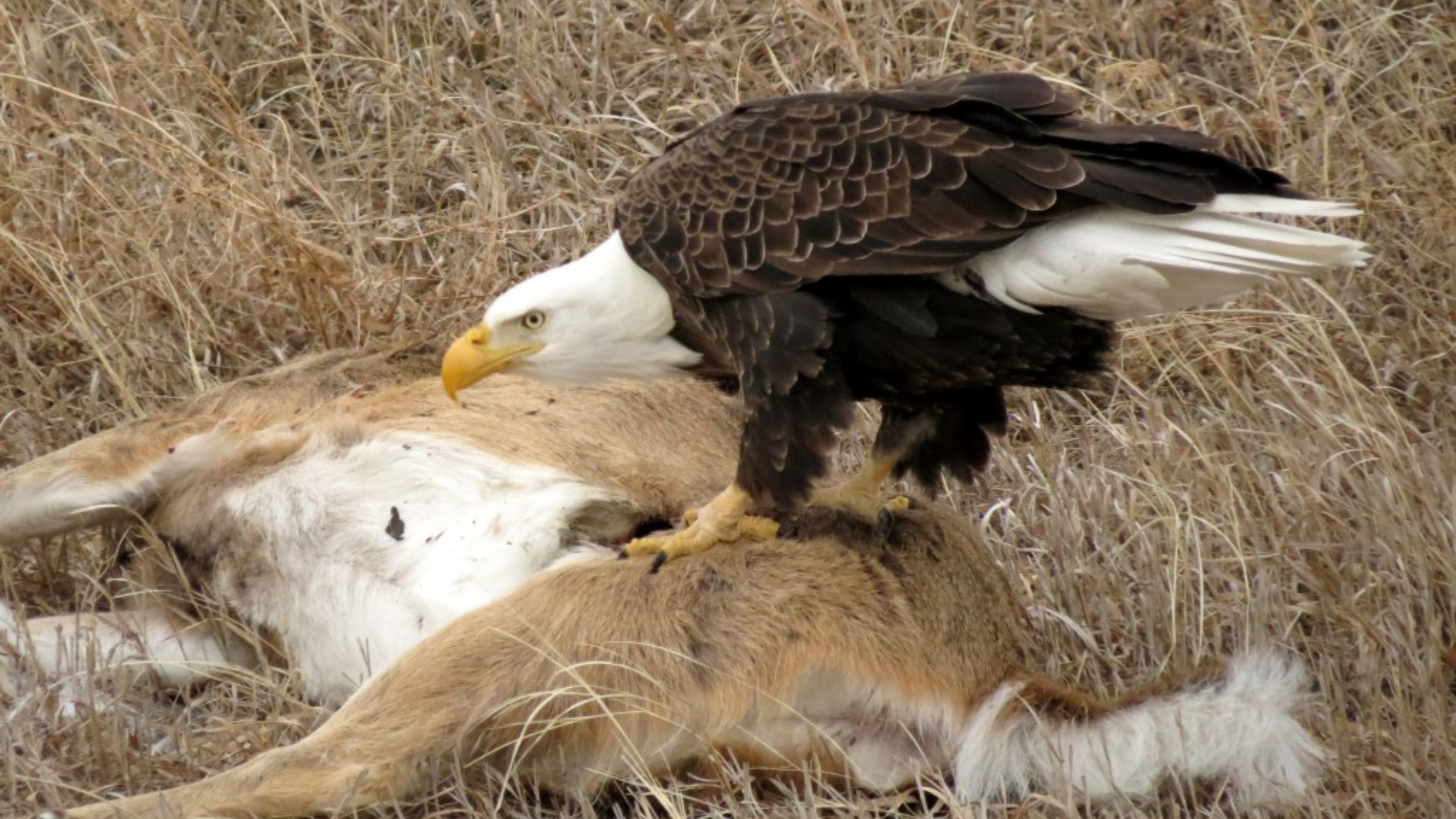 Branham’s Eagle Doctrine Examined: Scripture, Science, and Spiritual Authority